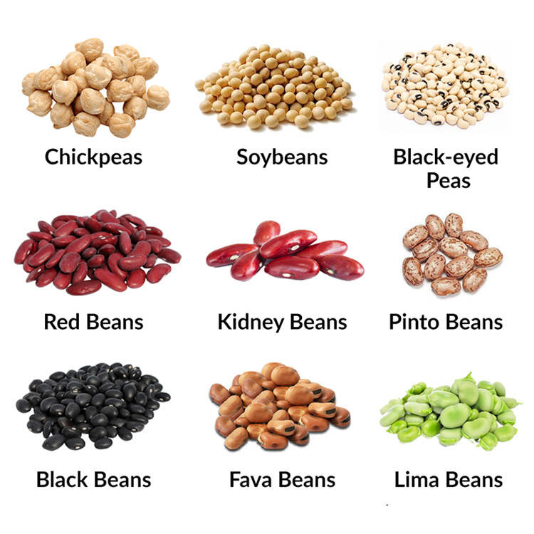 Bean cleaning and sorting machine