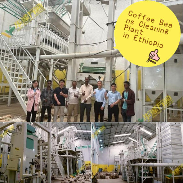 Bean cleaning and sorting machine